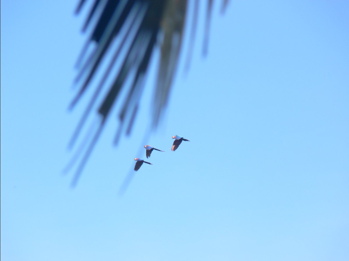 Macaw watching34